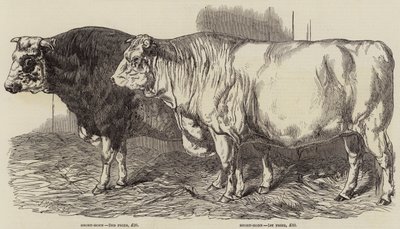 Prize Cattle at the Royal Agricultural Society